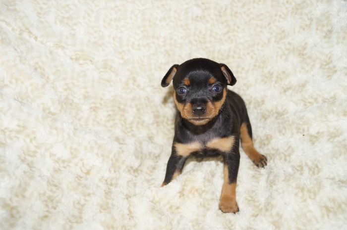 【ブラックタン】男の子（030403）ミニチュアピンシャー