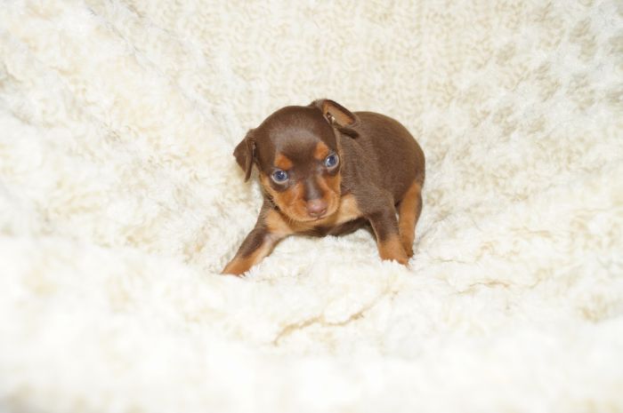 人気色！！【チョコタン】男の子（030402）ミニチュアピンシャー