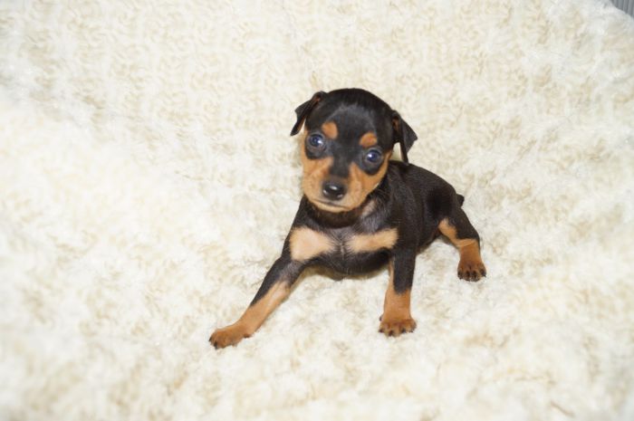 イケメン！！【ブラックタン】男の子（030301）ミニチュアピンシャー