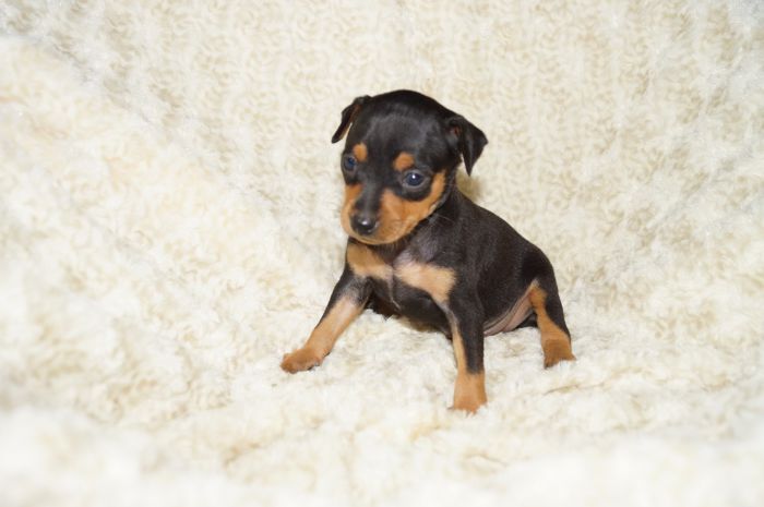 イケメン！！【ブラックタン】男の子（030302）ミニチュアピンシャー