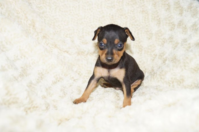 美人！！【ブラックタン】女の子（030303）ミニチュアピンシャー