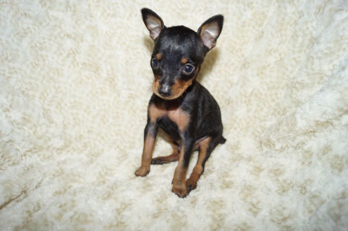 小ぶり！！【ブラックタン】男の子（030304）ミニチュアピンシャー