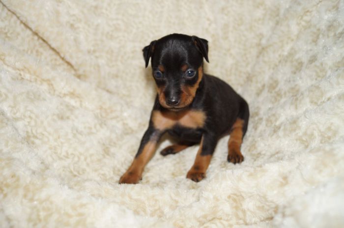 小ぶり！！【ブラックタン】女の子（031201）ミニチュアピンシャー