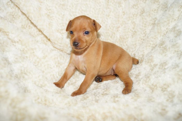 小ぶり！！【レッド】女の子（031202）ミニチュアピンシャー