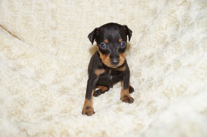 【ブラックタン】男の子（031301）ミニチュアピンシャー