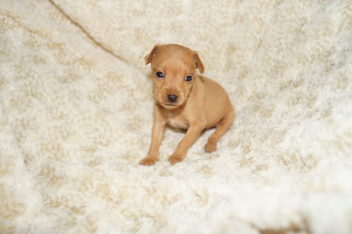 小ぶり！！【レッド】女の子（031303）ミニチュアピンシャー