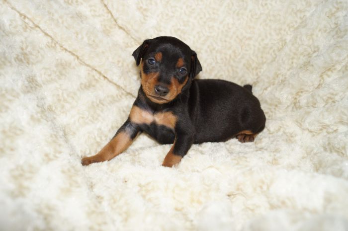 【ブラックタン】男の子（031801）ミニチュアピンシャー