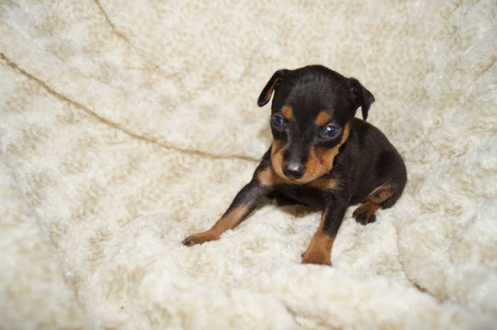 小ぶり！！【ブラックタン】女の子（031802）ミニチュアピンシャー