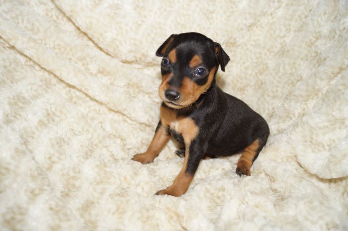 【ブラックタン】女の子（031803）ミニチュアピンシャー