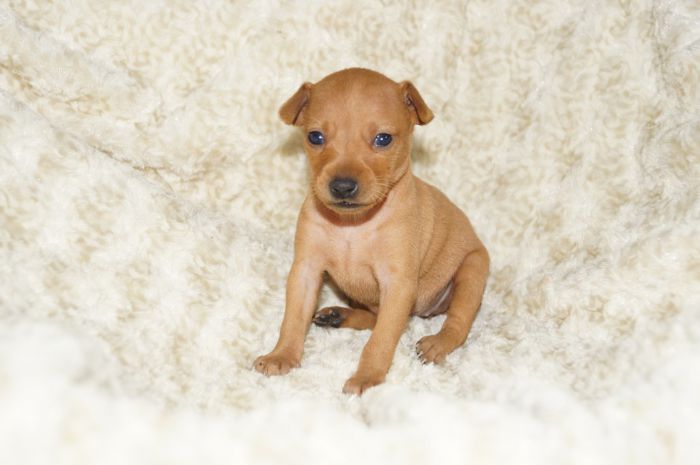 小ぶり！！【レッド】女の子（032501）ミニチュアピンシャー