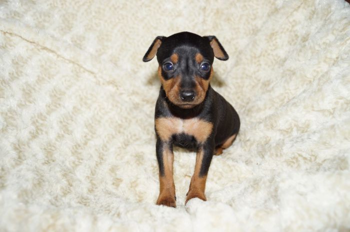 【ブラックタン】男の子（032502）ミニチュアピンシャー