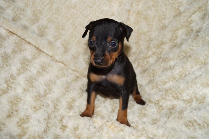 【ブラックタン】女の子（032503）ミニチュアピンシャー