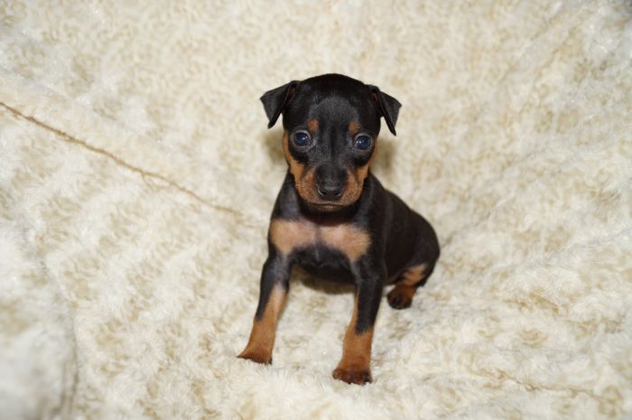 【ブラックタン】女の子（032504）ミニチュアピンシャー