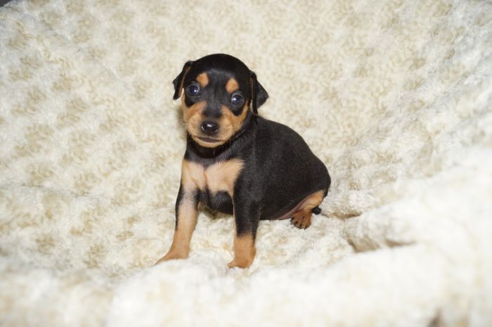 美人！！【ブラックタン】女の子（040301）ミニチュアピンシャー