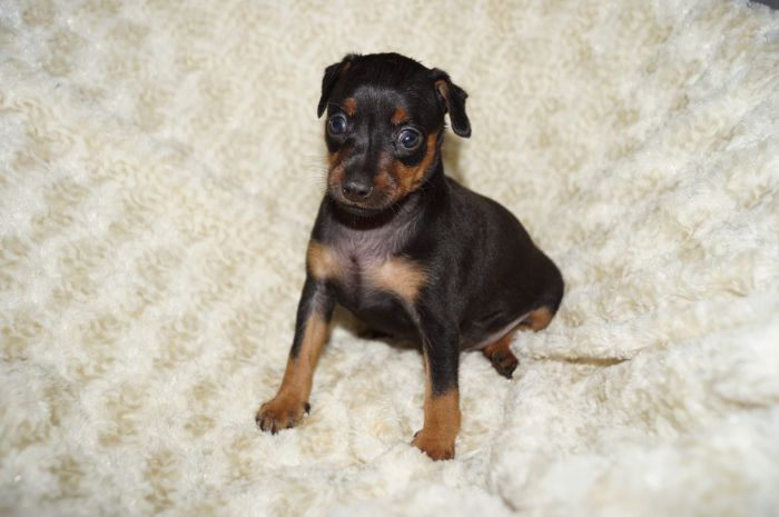 【ブラックタン】女の子（040101）ミニチュアピンシャー