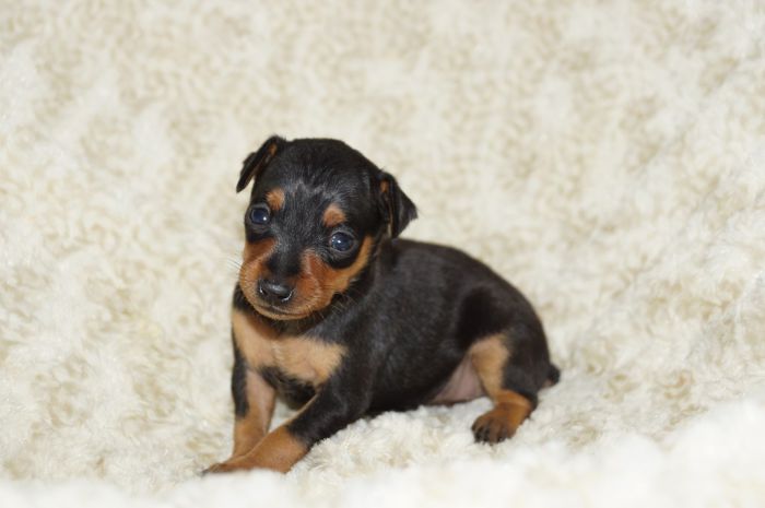 小ぶり美人！！【ブラックタン】女の子（041002）ミニチュアピンシャー