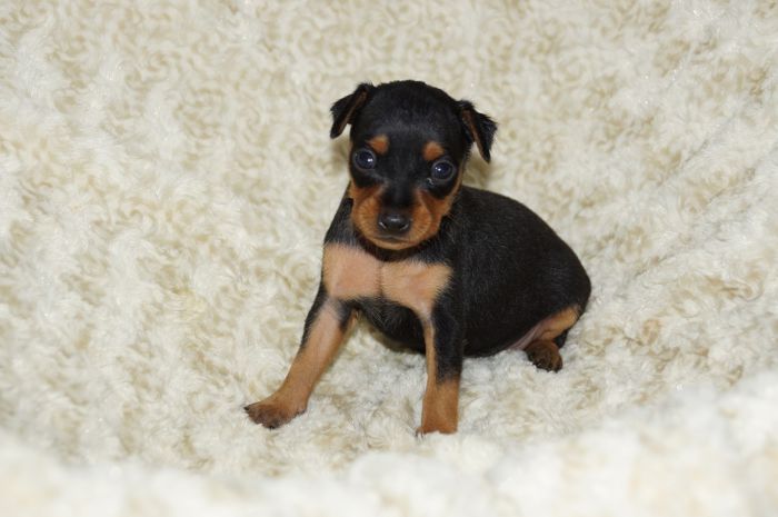 小ぶり美人！！【ブラックタン】女の子（041003）ミニチュアピンシャー