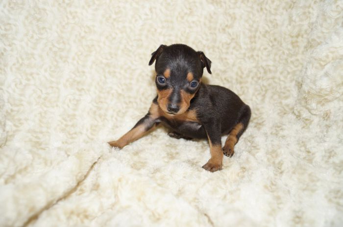 極小！！【ブラックタン】女の子（042305）ミニチュアピンシャー