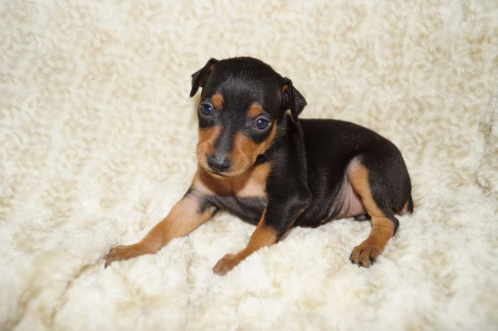 小ぶり！！【ブラックタン】女の子（042304）ミニチュアピンシャー