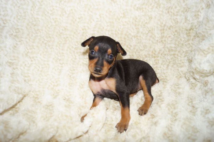 小ぶり！！【ブラックタン】女の子（042303）ミニチュアピンシャー