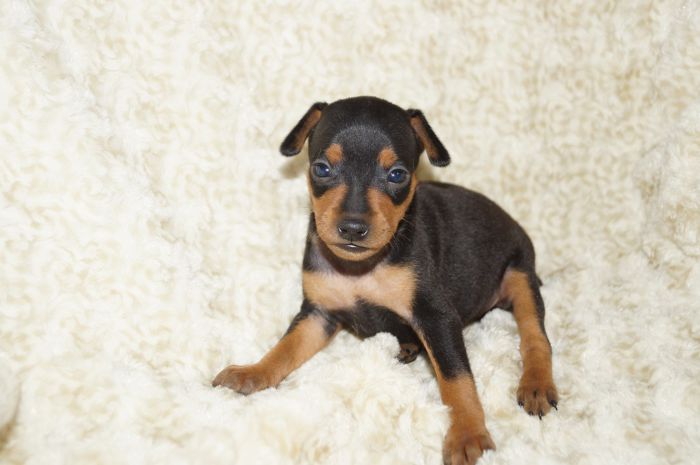 小ぶり！！【ブラックタン】女の子（042302）ミニチュアピンシャー