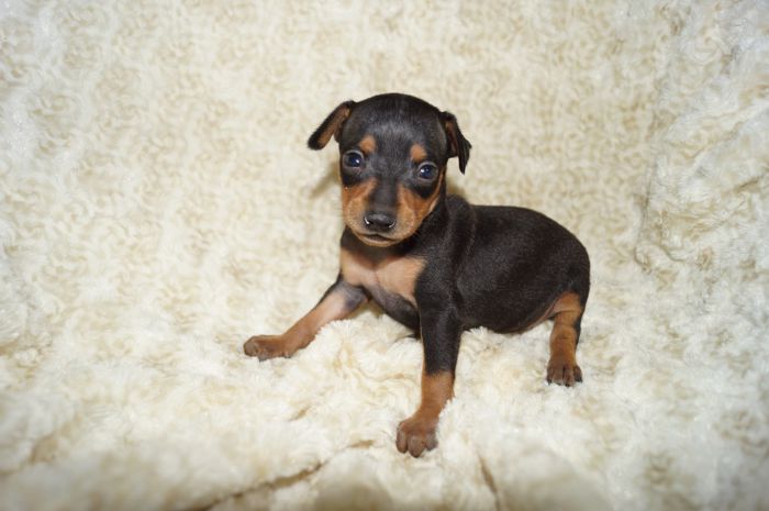 小ぶり！！【ブラックタン】女の子（042301）ミニチュアピンシャー