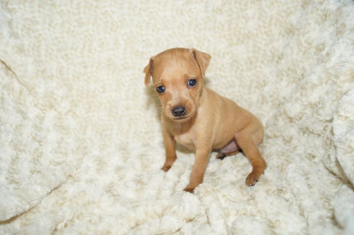 小ぶり！！【レッド】男の子（042401）ミニチュアピンシャー