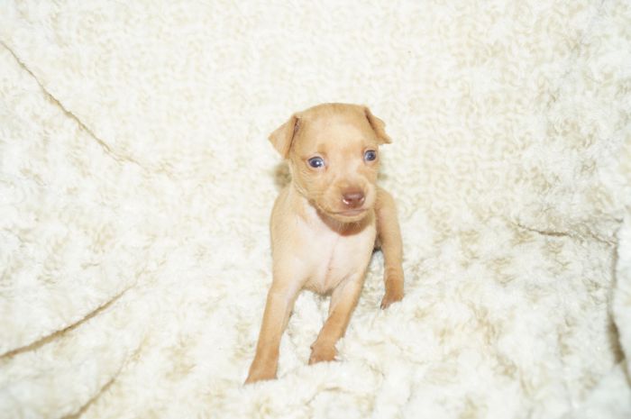 小ぶり！！【レッド】女の子（042402）ミニチュアピンシャー