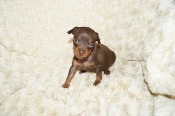 極小！！【チョコタン】男の子（042403）ミニチュアピンシャー