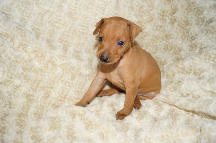 【レッド】女の子（042903）ミニチュアピンシャー