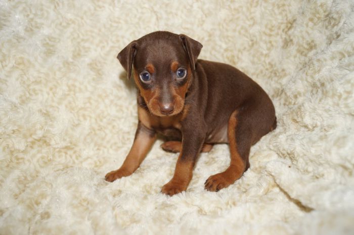 【チョコタン】女の子（042902）ミニチュアピンシャー