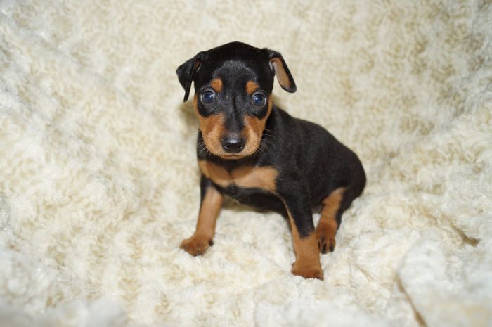 【ブラックタン】男の子（042901）ミニチュアピンシャー