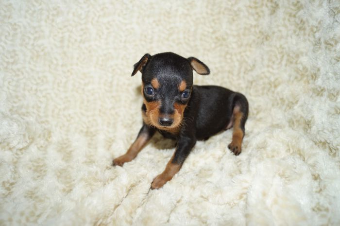 小ぶり美人！！【ブラックタン】女の子（050103）ミニチュアピンシャー