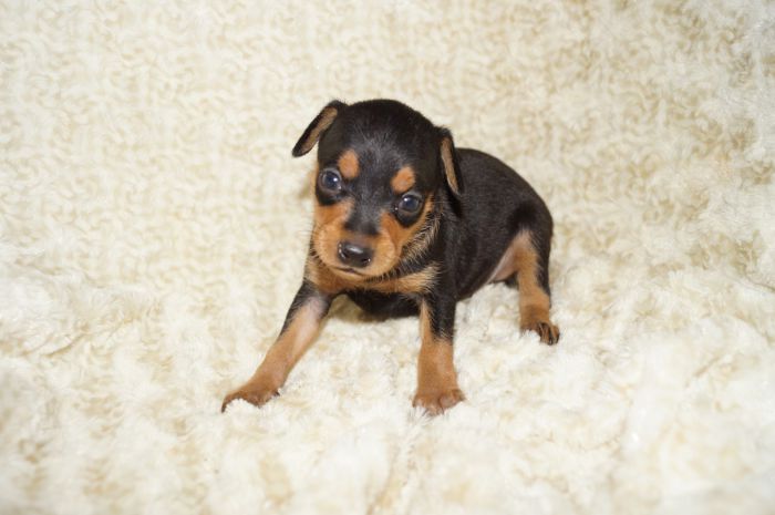 小ぶりイケメン！！【ブラックタン】男の子（050102）ミニチュアピンシャー