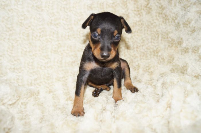 【ブラックタン】男の子（050101）ミニチュアピンシャー