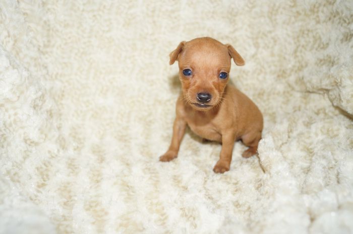 極小！！【レッド】男の子（050702）ミニチュアピンシャー