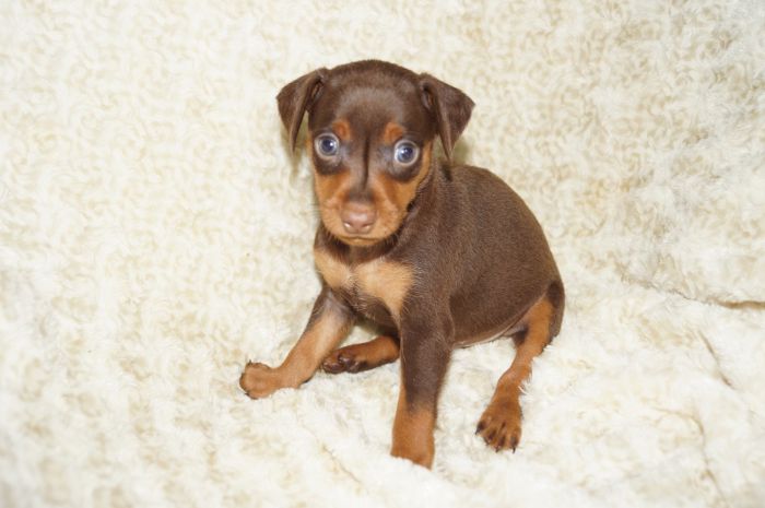 【チョコタン】男の子（051301）ミニチュアピンシャー