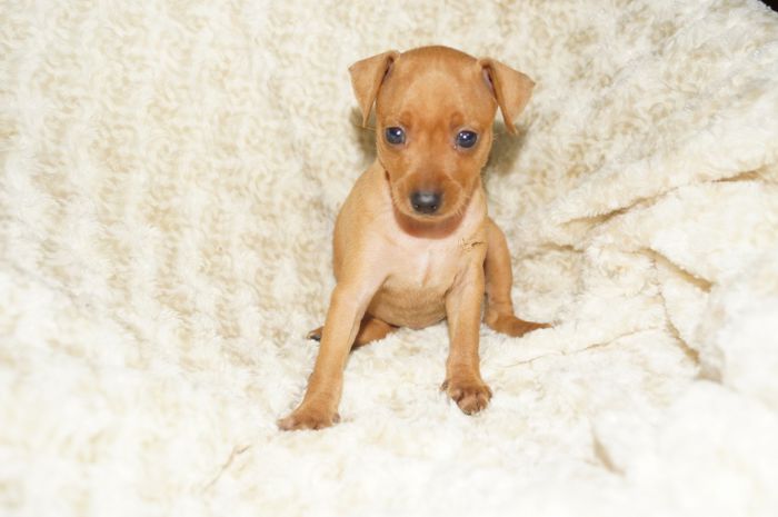 小ぶり！！【レッド】女の子（051303）ミニチュアピンシャー