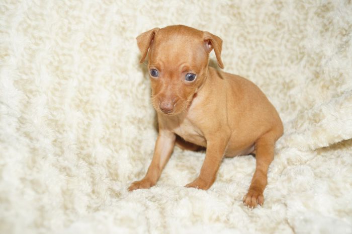 小ぶり！！【レッド】女の子（051302）ミニチュアピンシャー