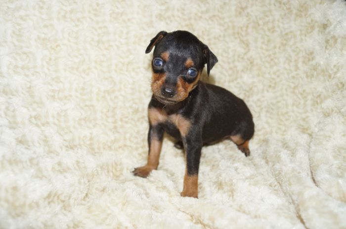 【ブラックタン】男の子（061801）ミニチュアピンシャー