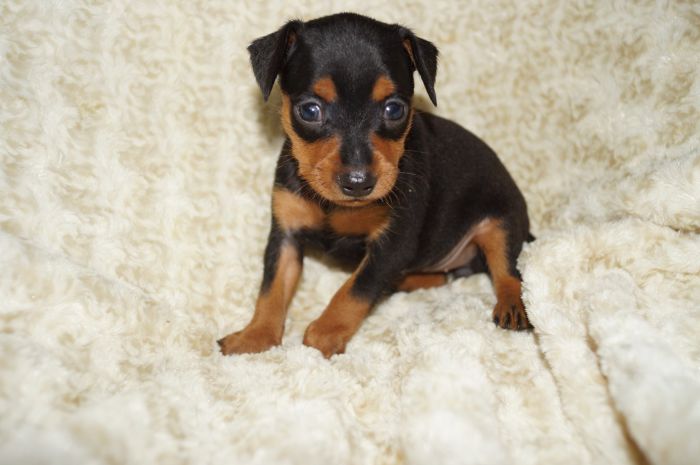 【ブラックタン】女の子（052002）ミニチュアピンシャー