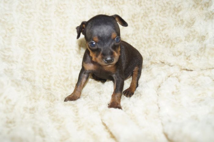 小ぶり！！【ブラックタン】男の子（052001）ミニチュアピンシャー