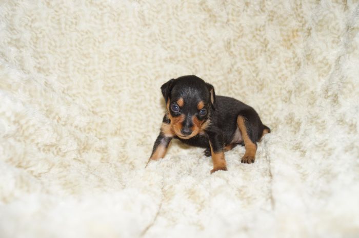 小ぶり！！【ブラックタン】女の子（070903）ミニチュアピンシャー