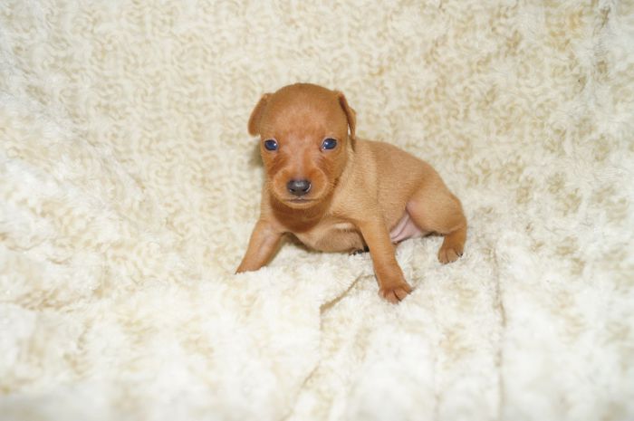 小ぶり！！【レッド】男の子（070902）ミニチュアピンシャー