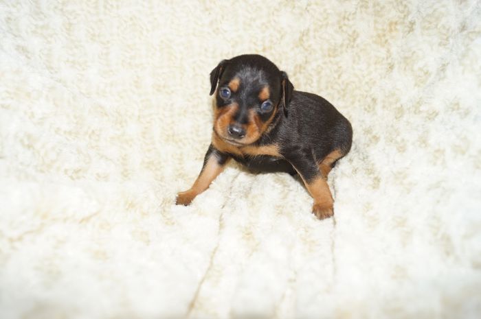 【ブラックタン】男の子（070901）ミニチュアピンシャー