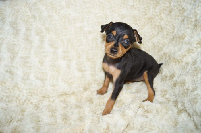 極小美人！！【ブラックタン】女の子（070904）ミニチュアピンシャー