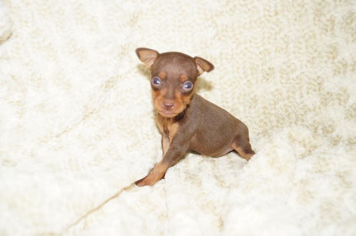 極小人気色！！【チョコタン】女の子（072401）ミニチュアピンシャー