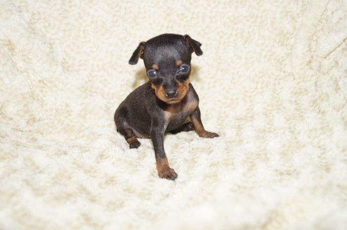 極小美人！！【ブラックタン】女の子（080701）ミニチュアピンシャー