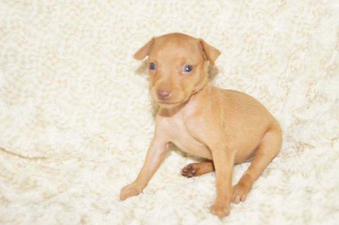 小ぶり！！【レッド】女の子（082001）ミニチュアピンシャー