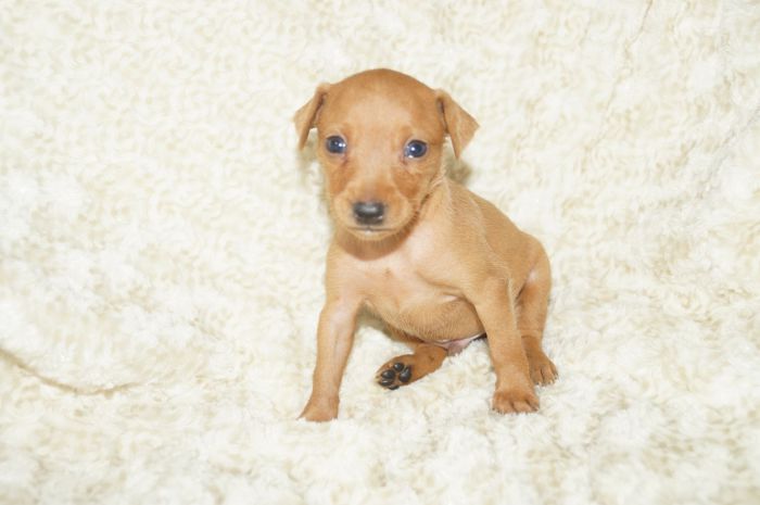 【レッド】男の子（082002）ミニチュアピンシャー